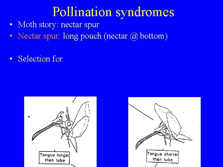 Pollination syndromes • Moth story: nectar spur • Nectar spur: long pouch (nectar @