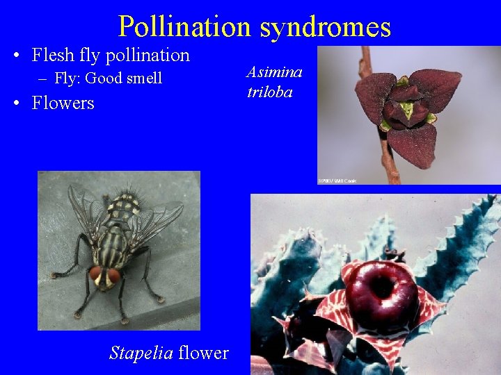 Pollination syndromes • Flesh fly pollination – Fly: Good smell • Flowers Stapelia flower