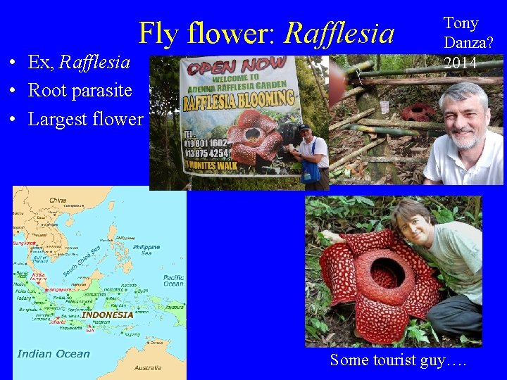 Fly flower: Rafflesia • Ex, Rafflesia • Root parasite • Largest flower Tony Danza?