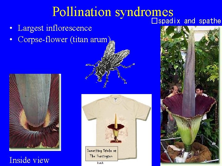 Pollination syndromes • Largest inflorescence • Corpse-flower (titan arum) Inside view �spadix and spathe