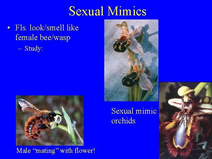 Sexual Mimics • Fls. look/smell like female bee/wasp – Study: Sexual mimic orchids Male