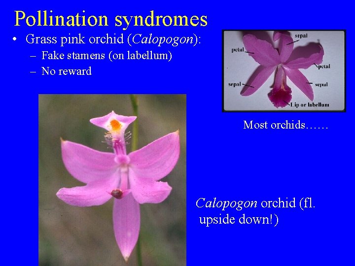 Pollination syndromes • Grass pink orchid (Calopogon): – Fake stamens (on labellum) – No