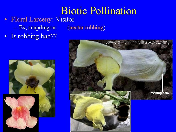 Biotic Pollination • Floral Larceny: Visitor – Ex, snapdragon: • Is robbing bad? ?