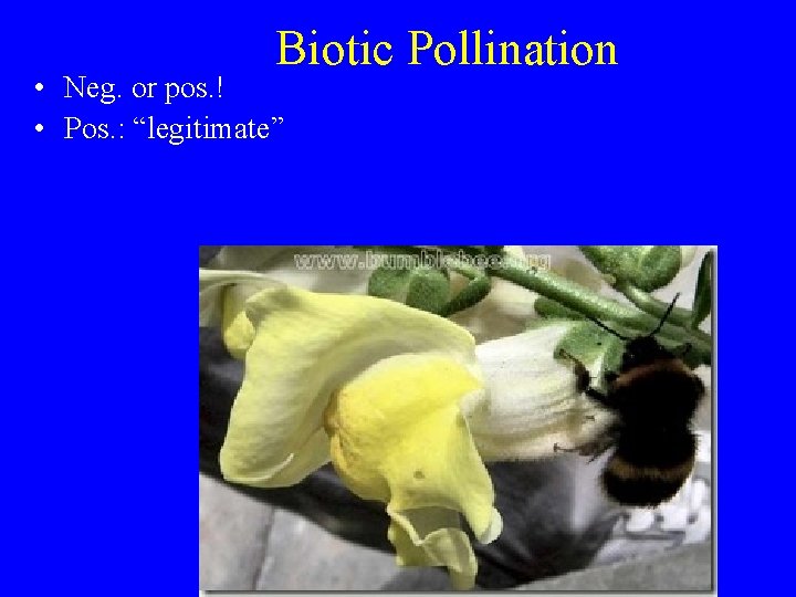 Biotic Pollination • Neg. or pos. ! • Pos. : “legitimate” 