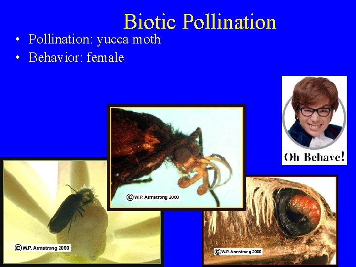 Biotic Pollination • Pollination: yucca moth • Behavior: female 