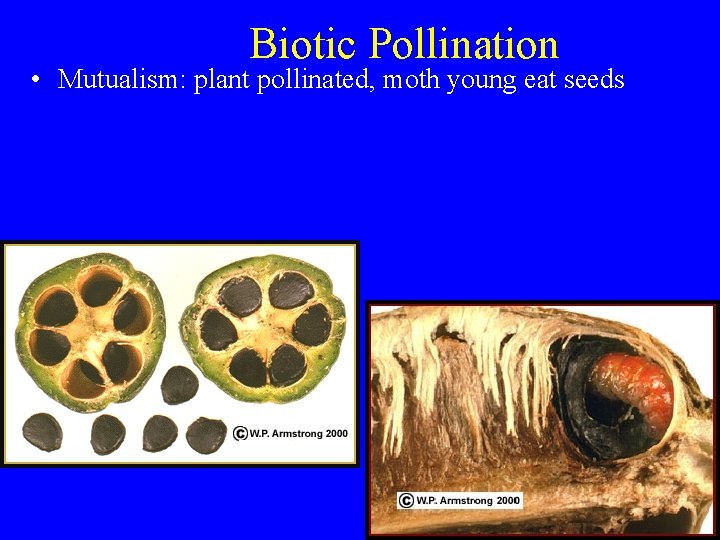 Biotic Pollination • Mutualism: plant pollinated, moth young eat seeds 