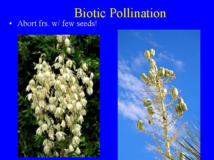 Biotic Pollination • Abort frs. w/ few seeds! 