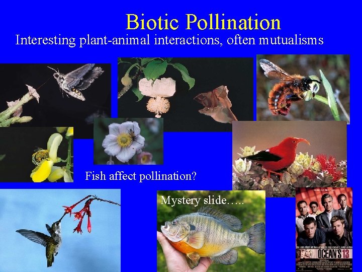 Biotic Pollination Interesting plant-animal interactions, often mutualisms Fish affect pollination? Mystery slide…. . 