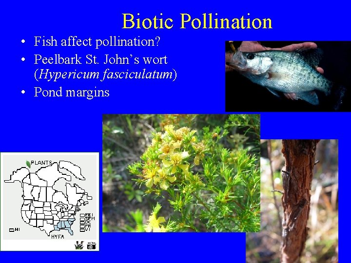 Biotic Pollination • Fish affect pollination? • Peelbark St. John’s wort (Hypericum fasciculatum) •