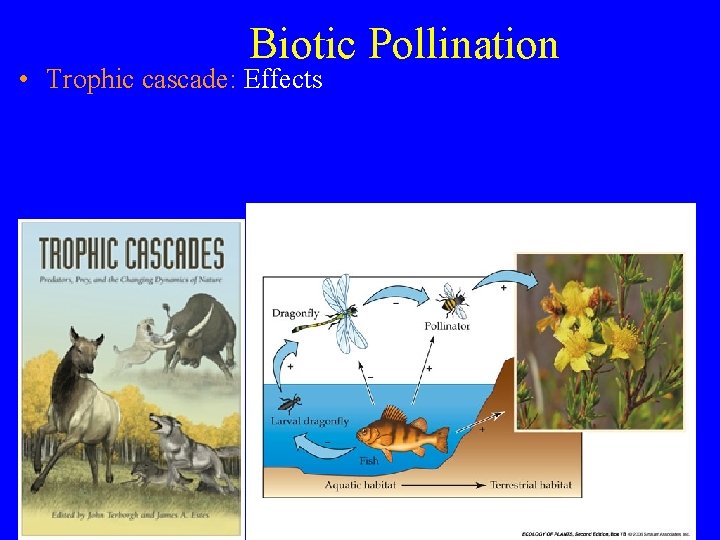 Biotic Pollination • Trophic cascade: Effects 