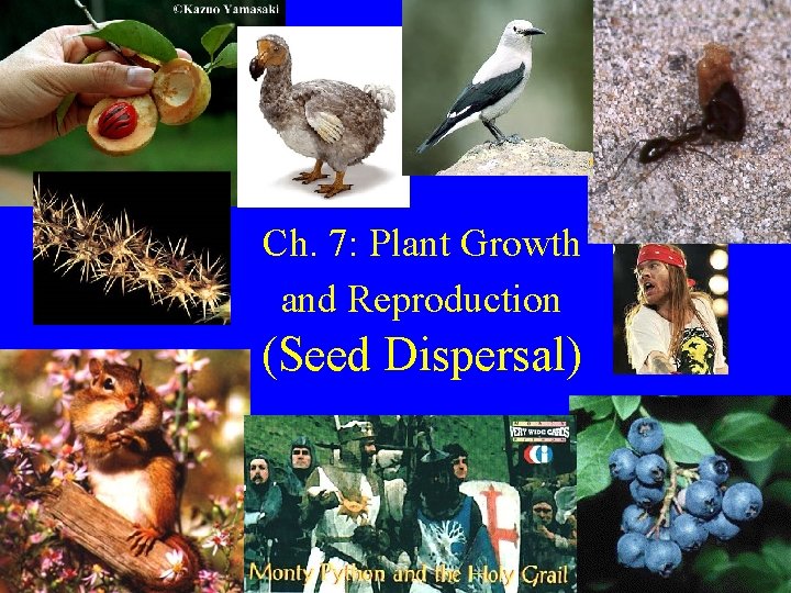 Ch. 7: Plant Growth and Reproduction (Seed Dispersal) 