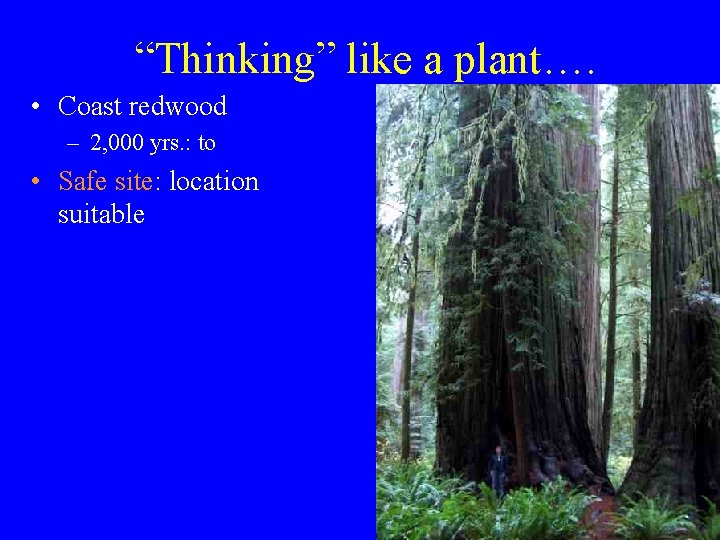 “Thinking” like a plant…. • Coast redwood – 2, 000 yrs. : to •