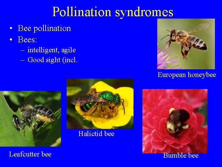 Pollination syndromes • Bee pollination • Bees: – intelligent, agile – Good sight (incl.