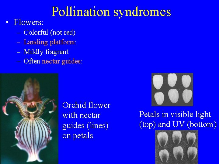  • Flowers: – – Pollination syndromes Colorful (not red) Landing platform: Mildly fragrant
