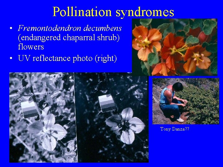 Pollination syndromes • Fremontodendron decumbens (endangered chaparral shrub) flowers • UV reflectance photo (right)