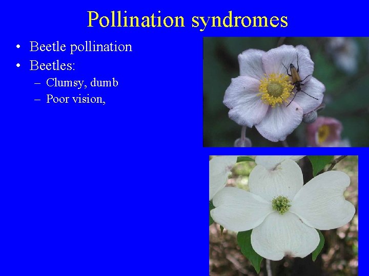 Pollination syndromes • Beetle pollination • Beetles: – Clumsy, dumb – Poor vision, 