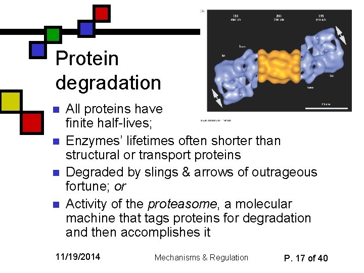 Protein degradation n n All proteins have finite half-lives; Enzymes’ lifetimes often shorter than