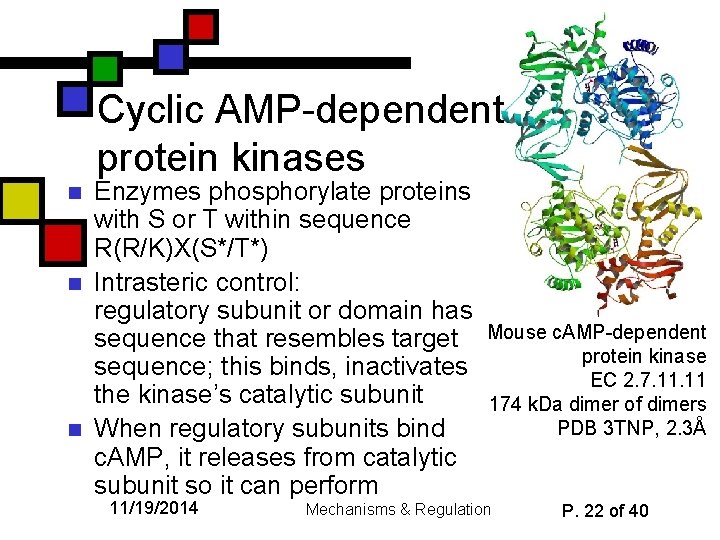 Cyclic AMP-dependent protein kinases n n n Enzymes phosphorylate proteins with S or T