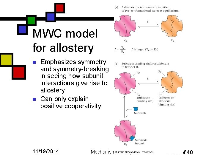 MWC model for allostery n n Emphasizes symmetry and symmetry-breaking in seeing how subunit