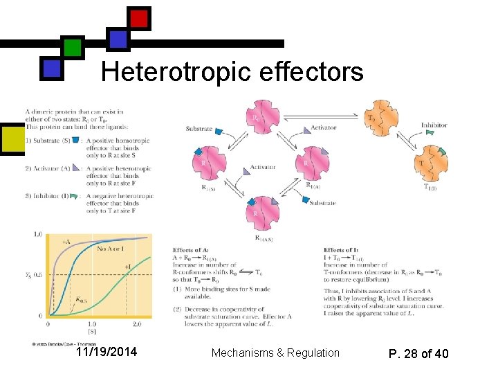Heterotropic effectors 11/19/2014 Mechanisms & Regulation P. 28 of 40 
