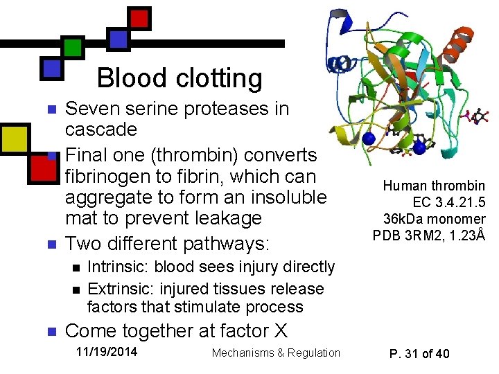 Blood clotting n n n Seven serine proteases in cascade Final one (thrombin) converts