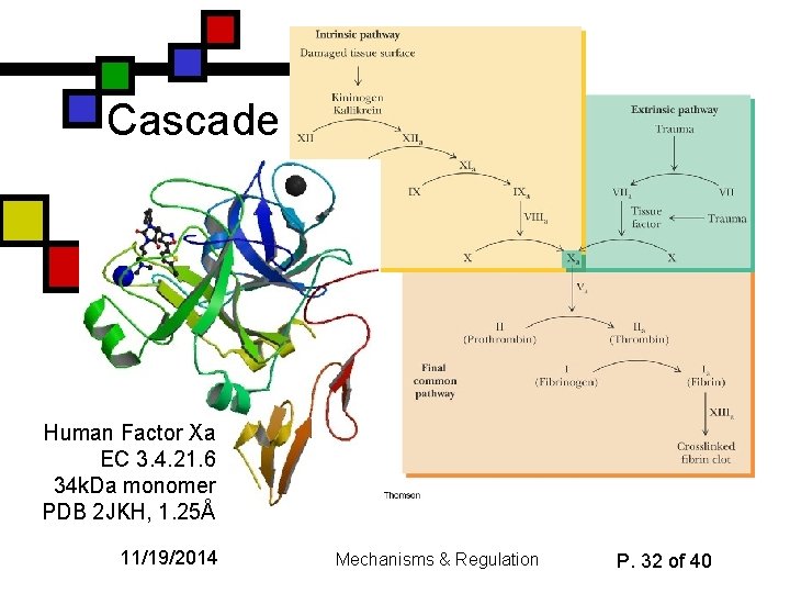 Cascade Human Factor Xa EC 3. 4. 21. 6 34 k. Da monomer PDB