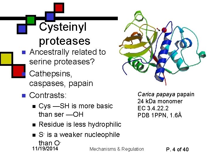 Cysteinyl proteases n n n Ancestrally related to serine proteases? Cathepsins, caspases, papain Contrasts: