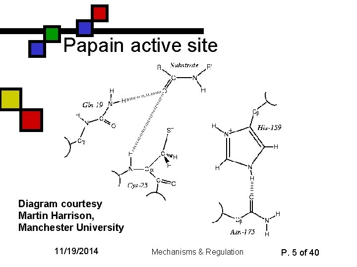 Papain active site Diagram courtesy Martin Harrison, Manchester University 11/19/2014 Mechanisms & Regulation P.