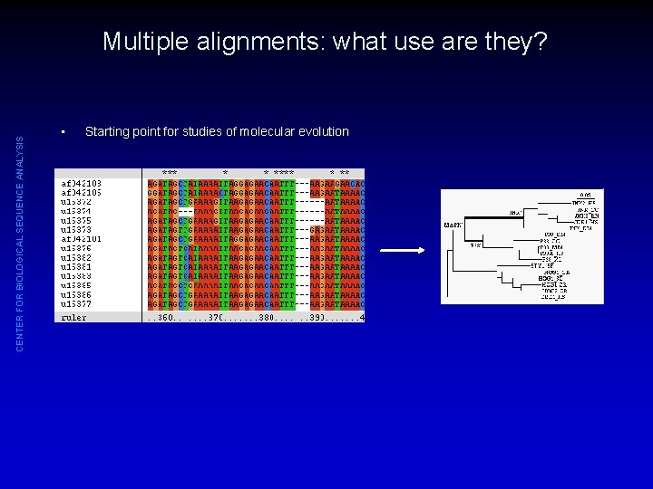 CENTER FOR BIOLOGICAL SEQUENCE ANALYSIS Multiple alignments: what use are they? • Starting point