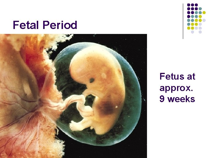 Fetal Period Fetus at approx. 9 weeks Fetal Period Fetus at approx. 9 weeks