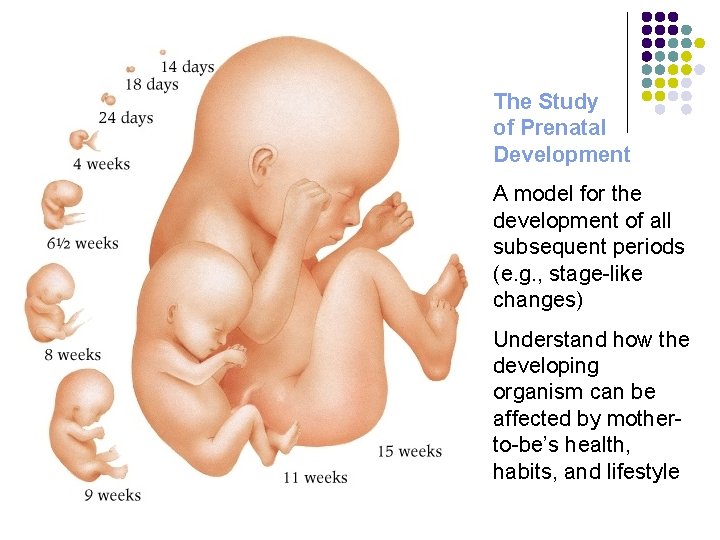 The Study of Prenatal Development A model for the development of all subsequent periods