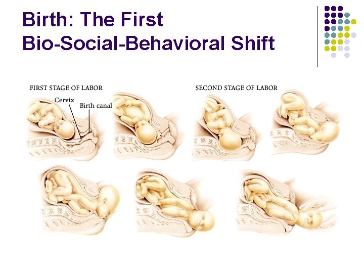 Birth: The First Bio-Social-Behavioral Shift 