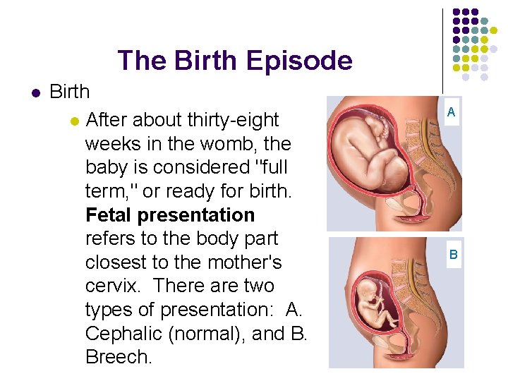 The Birth Episode l Birth l After about thirty-eight weeks in the womb, the