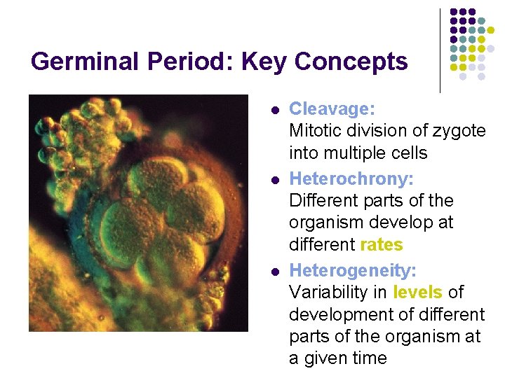 Germinal Period: Key Concepts l l l Cleavage: Mitotic division of zygote into multiple