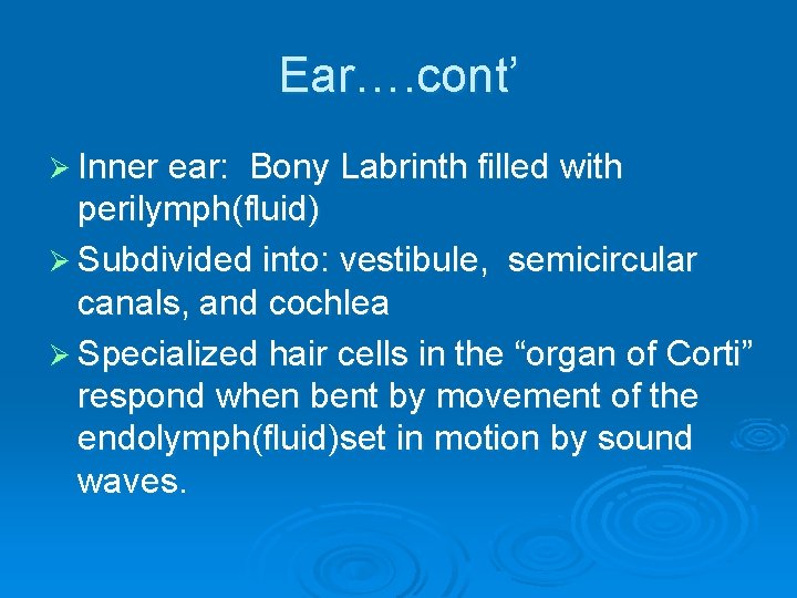 Ear…. cont’ Ø Inner ear: Bony Labrinth filled with perilymph(fluid) Ø Subdivided into: vestibule,