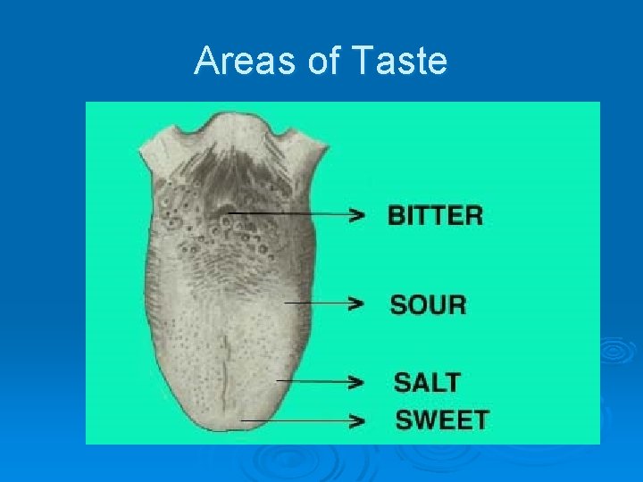 Areas of Taste 