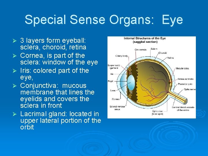 Special Sense Organs: Eye Ø Ø Ø 3 layers form eyeball: sclera, choroid, retina