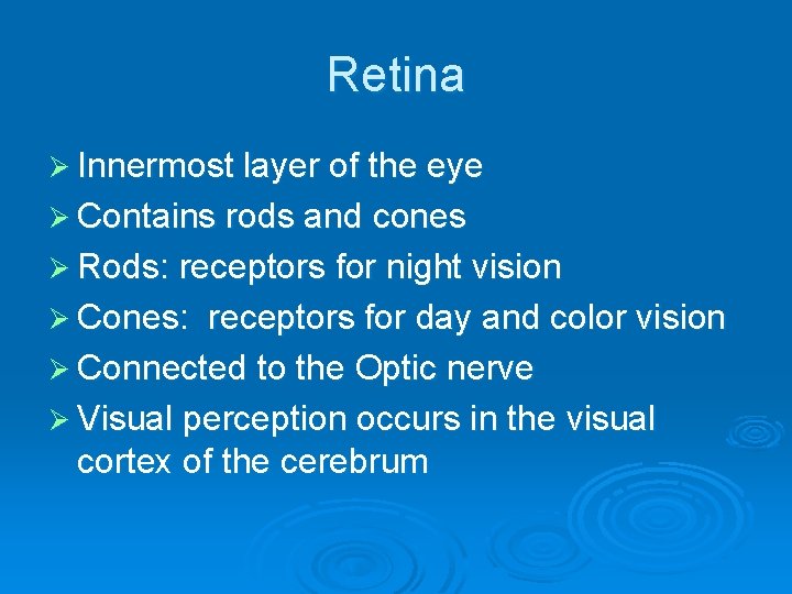 Retina Ø Innermost layer of the eye Ø Contains rods and cones Ø Rods: