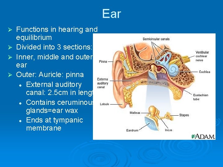 Ear Ø Ø Functions in hearing and equilibrium Divided into 3 sections: Inner, middle