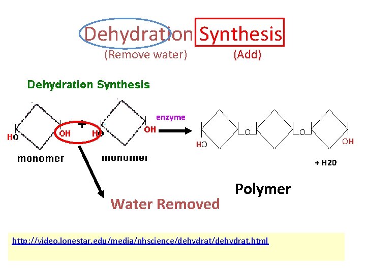 Dehydration Synthesis (Remove water) (Add) enzyme O O OH HO + H 20 Water
