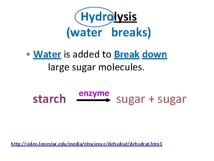 Hydrolysis (water breaks) • Water is added to Break down large sugar molecules. starch