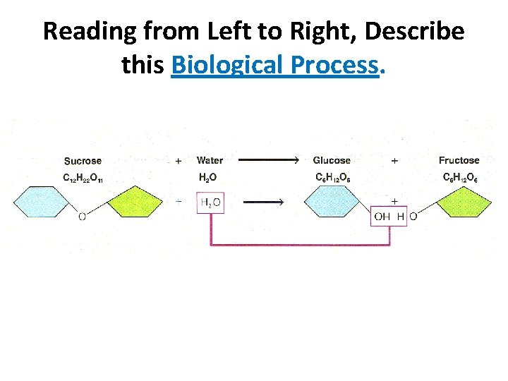 Reading from Left to Right, Describe this Biological Process. 