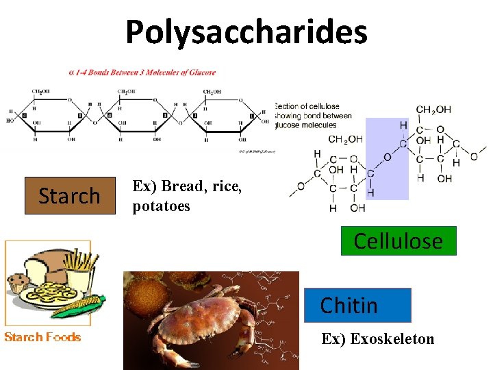 Polysaccharides Starch Ex) Bread, rice, potatoes Cellulose Chitin Ex) Exoskeleton 