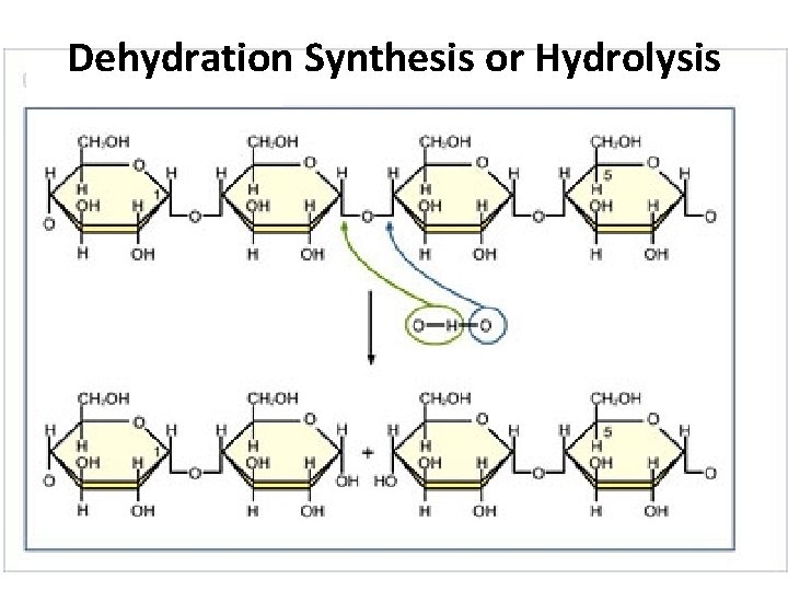 Dehydration Synthesis or Hydrolysis 