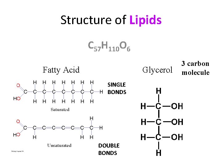 Structure of Lipids C 57 H 110 O 6 Fatty Acid Glycerol SINGLE BONDS