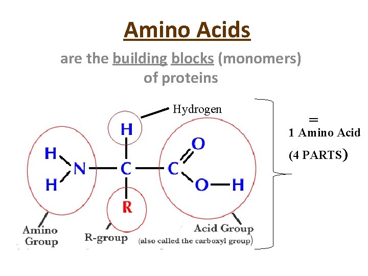 Amino Acids are the building blocks (monomers) of proteins Hydrogen = 1 Amino Acid