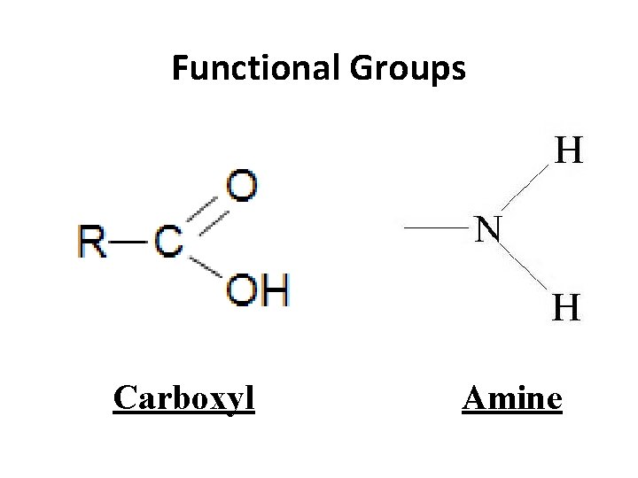 Functional Groups Carboxyl Amine 