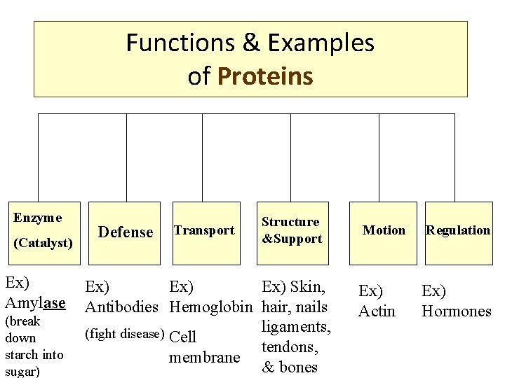 Functions & Examples of Proteins Enzyme (Catalyst) Ex) Amylase (break down starch into sugar)
