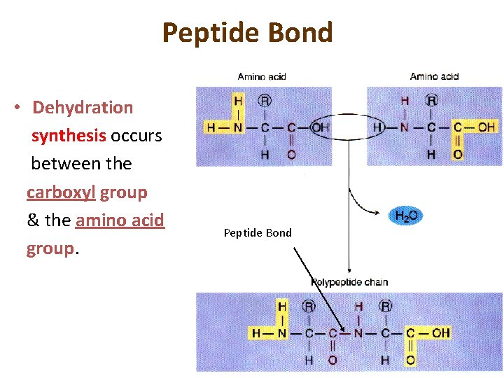 Peptide Bond • Dehydration synthesis occurs between the carboxyl group & the amino acid
