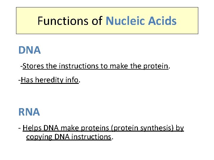 Functions of Nucleic Acids DNA -Stores the instructions to make the protein. -Has heredity